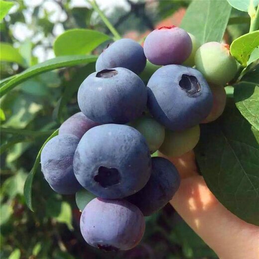 智利都克蓝莓是公爵图片